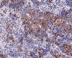 SCP2 Antibody in Immunohistochemistry (Paraffin) (IHC (P))