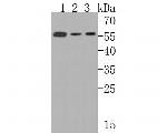 SCP2 Antibody in Western Blot (WB)