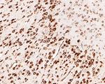 RPL26L1 Antibody in Immunohistochemistry (Paraffin) (IHC (P))