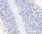 RPL26L1 Antibody in Immunohistochemistry (Paraffin) (IHC (P))