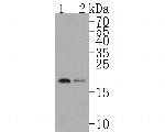 RPL26L1 Antibody in Western Blot (WB)
