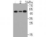 ABRA1 Antibody in Western Blot (WB)