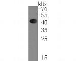 ATOH1 Recombinant Rabbit Monoclonal Antibody (JE60-25)