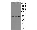 STAMBP Recombinant Rabbit Monoclonal Antibody (JE63-41)