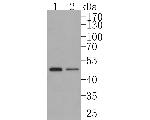 STAMBP Antibody in Western Blot (WB)