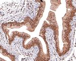 Cystatin B Antibody in Immunohistochemistry (Paraffin) (IHC (P))