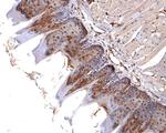 Cystatin B Antibody in Immunohistochemistry (Paraffin) (IHC (P))