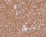 HMGCS2 Antibody in Immunohistochemistry (Paraffin) (IHC (P))