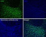 CD3 Antibody in Immunohistochemistry (Paraffin) (IHC (P))