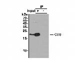 CD3 Antibody in Western Blot (WB)