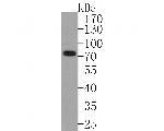 PIAS1 Antibody in Western Blot (WB)