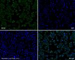 NPY5R Antibody in Immunocytochemistry (ICC/IF)