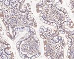 HOOK2 Recombinant Rabbit Monoclonal Antibody (JE61-22)