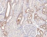 PPP6C Antibody in Immunohistochemistry (Paraffin) (IHC (P))