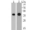 PPP6C Antibody in Western Blot (WB)
