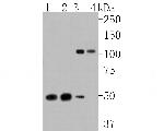 ORP1 Antibody in Western Blot (WB)