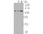 RASA1 Recombinant Rabbit Monoclonal Antibody (JE60-89)
