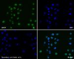 USP39 Recombinant Rabbit Monoclonal Antibody (JE60-87)