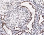 USP39 Antibody in Immunohistochemistry (Paraffin) (IHC (P))