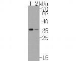 CDCA5 Antibody in Western Blot (WB)