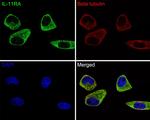IL11RA Antibody in Immunocytochemistry (ICC/IF)