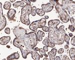 PRKCSH Antibody in Immunohistochemistry (Paraffin) (IHC (P))