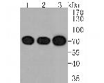 PRKCSH Antibody in Western Blot (WB)