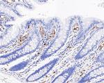 NCF4 Antibody in Immunohistochemistry (Paraffin) (IHC (P))