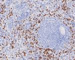 NCF4 Recombinant Rabbit Monoclonal Antibody (JE58-57)