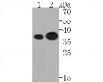 NCF4 Antibody in Western Blot (WB)