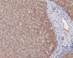 Adenylate Kinase 4 Antibody in Immunohistochemistry (Paraffin) (IHC (P))