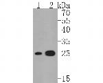 Adenylate Kinase 4 Antibody in Western Blot (WB)