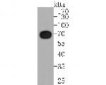 TUB Antibody in Western Blot (WB)