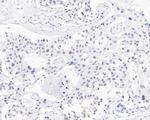 USP39 Recombinant Rabbit Monoclonal Antibody (JE59-07)