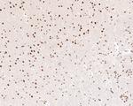 USP39 Antibody in Immunohistochemistry (Paraffin) (IHC (P))