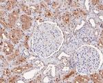 Tug Antibody in Immunohistochemistry (Paraffin) (IHC (P))