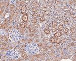 Tug Antibody in Immunohistochemistry (Paraffin) (IHC (P))