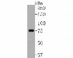 Tug Antibody in Western Blot (WB)