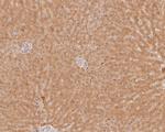 USP24 Antibody in Immunohistochemistry (Paraffin) (IHC (P))