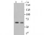 CRMP3 Recombinant Rabbit Monoclonal Antibody (JE56-59)