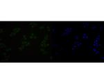 BRMS1 Antibody in Immunocytochemistry (ICC/IF)