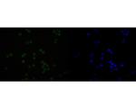 SNRPA1 Recombinant Rabbit Monoclonal Antibody (JE56-64)
