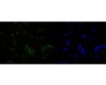 OLIG3 Recombinant Rabbit Monoclonal Antibody (JE56-40)