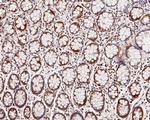 SBDS Antibody in Immunohistochemistry (Paraffin) (IHC (P))