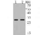 SBDS Antibody in Western Blot (WB)