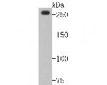 CHD3 Antibody in Western Blot (WB)
