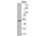 WIPI1 Antibody in Western Blot (WB)
