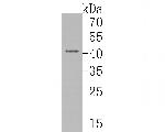 ERLIN2 Antibody in Western Blot (WB)