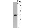 IGF2BP2 Antibody in Western Blot (WB)