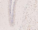 METTL3 Recombinant Rabbit Monoclonal Antibody (JE58-20)
